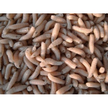 Опарыш средний 10гр