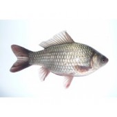 Живец Карась